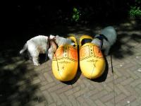 Klik op de foto voor groter formaat